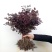 红花继木苗树苗四季常青植物庭院绿化植物园林工程绿化苗