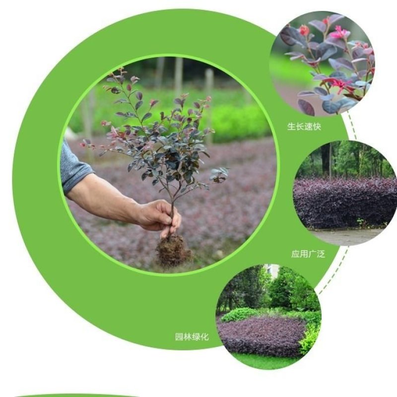 红花继木苗树苗四季常青植物庭院绿化植物园林工程绿化苗