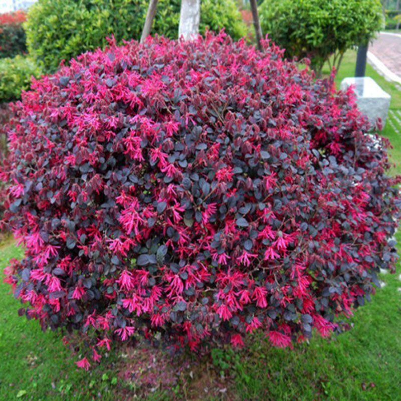 红花继木苗树苗四季常青植物庭院绿化植物园林工程绿化苗