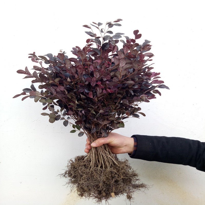 红花继木苗树苗四季常青植物庭院绿化植物园林工程绿化苗