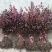 红花继木苗树苗四季常青植物庭院绿化植物园林工程绿化苗