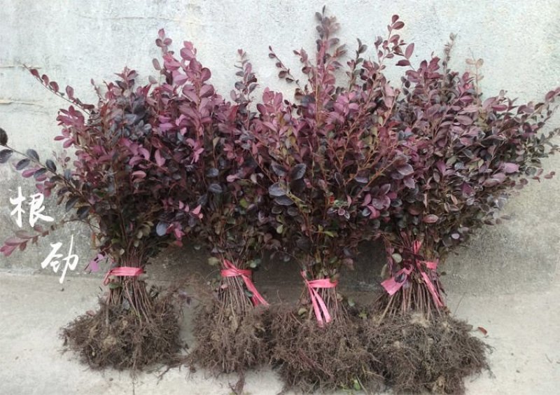红花继木苗树苗四季常青植物庭院绿化植物园林工程绿化苗