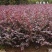 红花继木苗树苗四季常青植物庭院绿化植物园林工程绿化苗