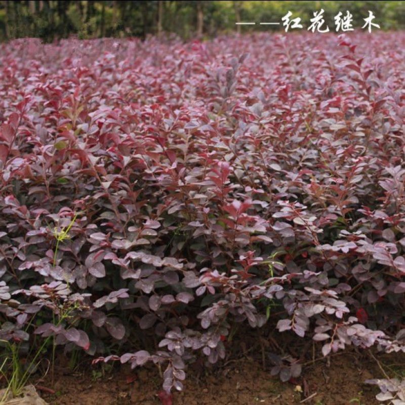 红花继木苗树苗四季常青植物庭院绿化植物园林工程绿化苗