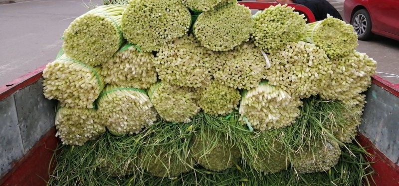 什邡优质蒜苔即将大量上市