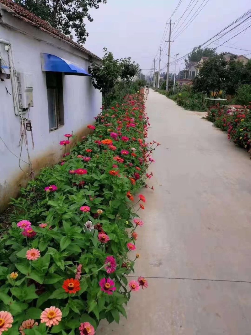 百日菊花卉种子，观赏效果非常漂亮混色矮杆