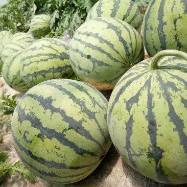 精品8424麟麟西瓜，美都