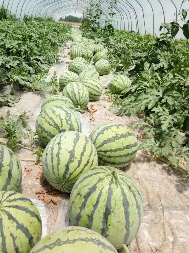 精品8424麟麟西瓜，美都