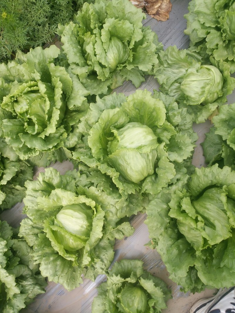 生菜球