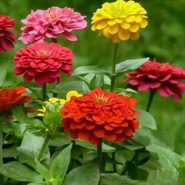 百日菊花卉种子，观赏效果非常漂亮混色矮杆