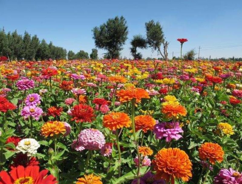百日菊花卉种子，观赏效果非常漂亮混色矮杆