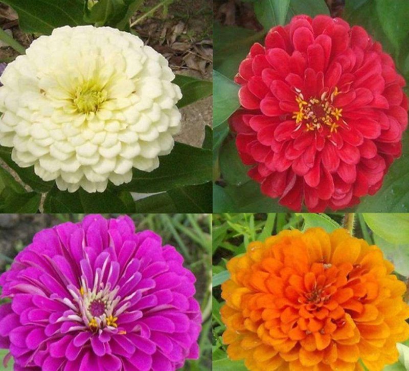 百日菊花卉种子，观赏效果非常漂亮混色矮杆