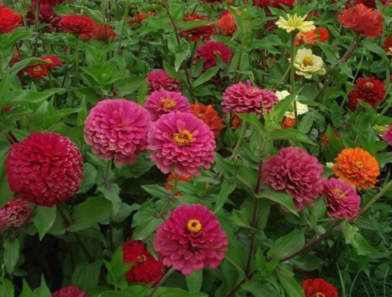 百日菊花卉种子，观赏效果非常漂亮混色矮杆