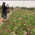 波斯菊花种子花海公园专用品种混色单色花期长
