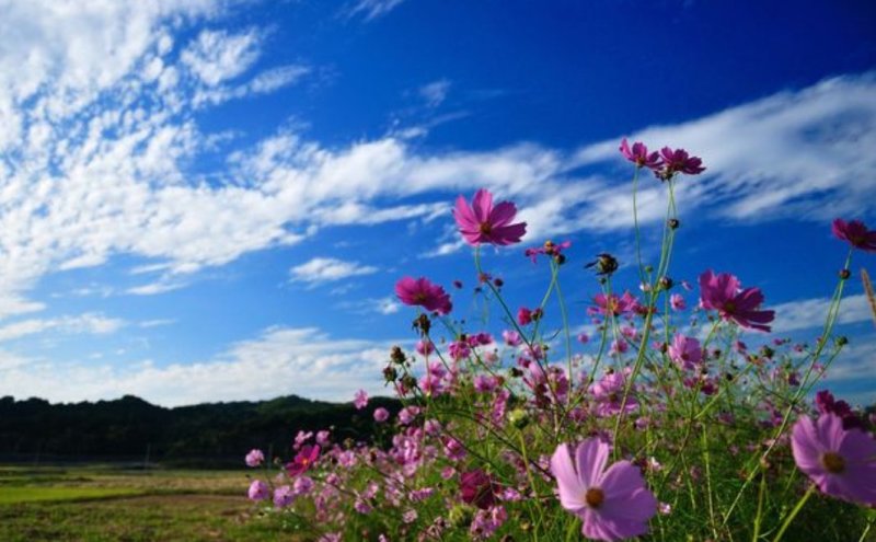 波斯菊花种子花海公园专用品种混色单色花期长