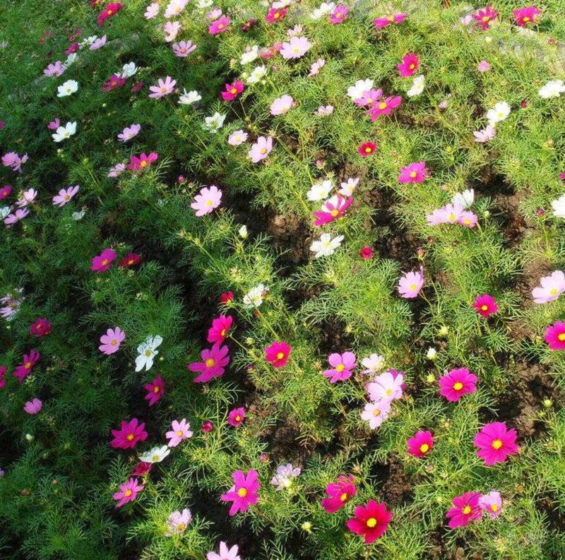 波斯菊花种子花海公园专用品种混色单色花期长