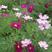 波斯菊花种子花海公园专用品种混色单色花期长
