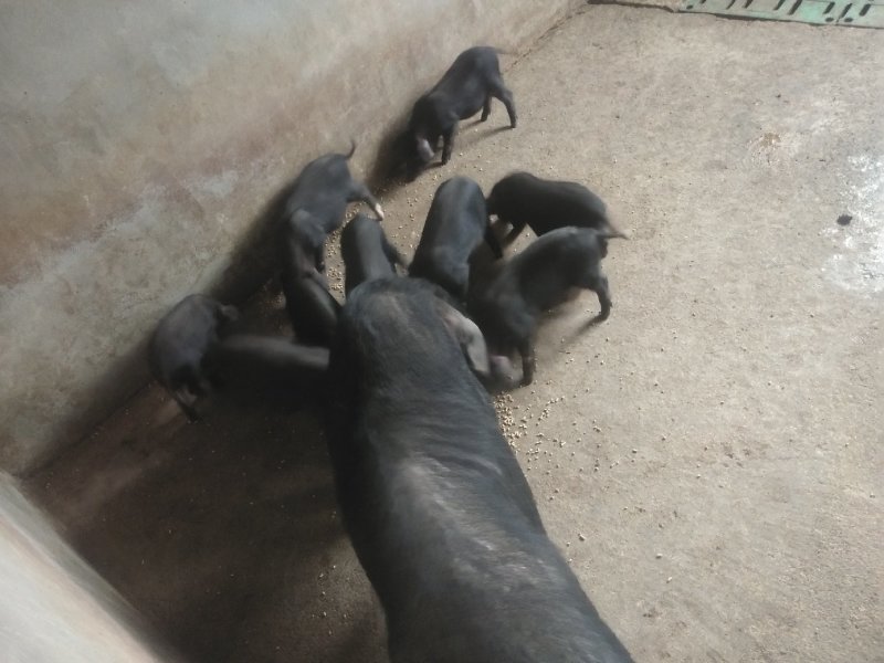 博盛藏香猪