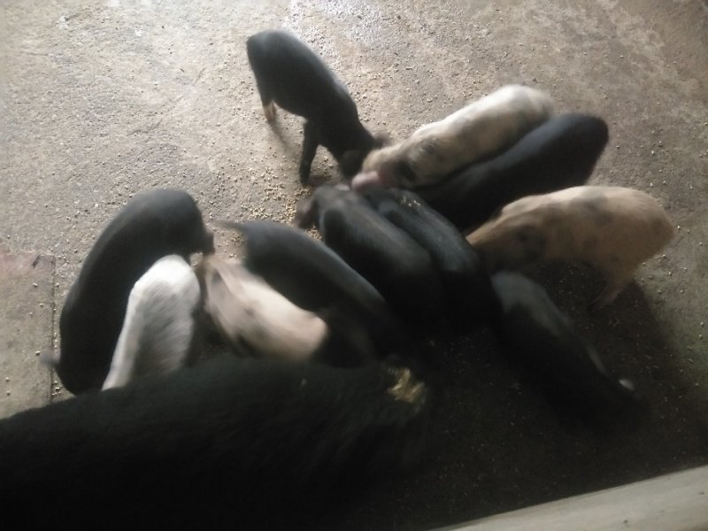 博盛藏香猪