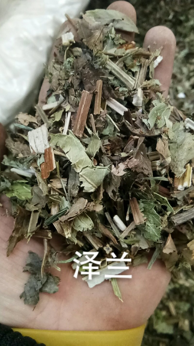 泽兰泽兰叶泽兰草中药材中药材各种