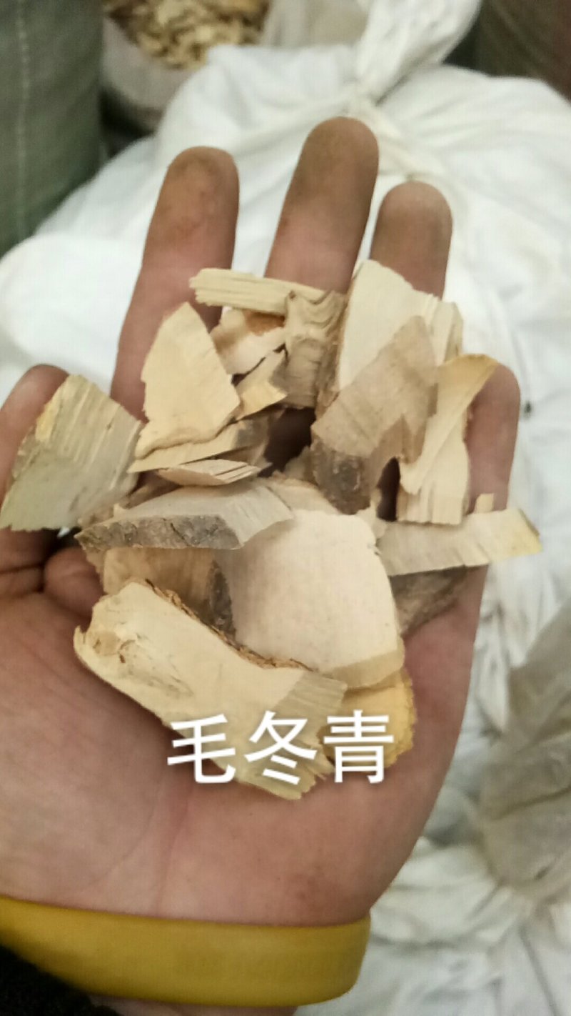 毛冬青毛冬青片毛冬青根片各种中药材