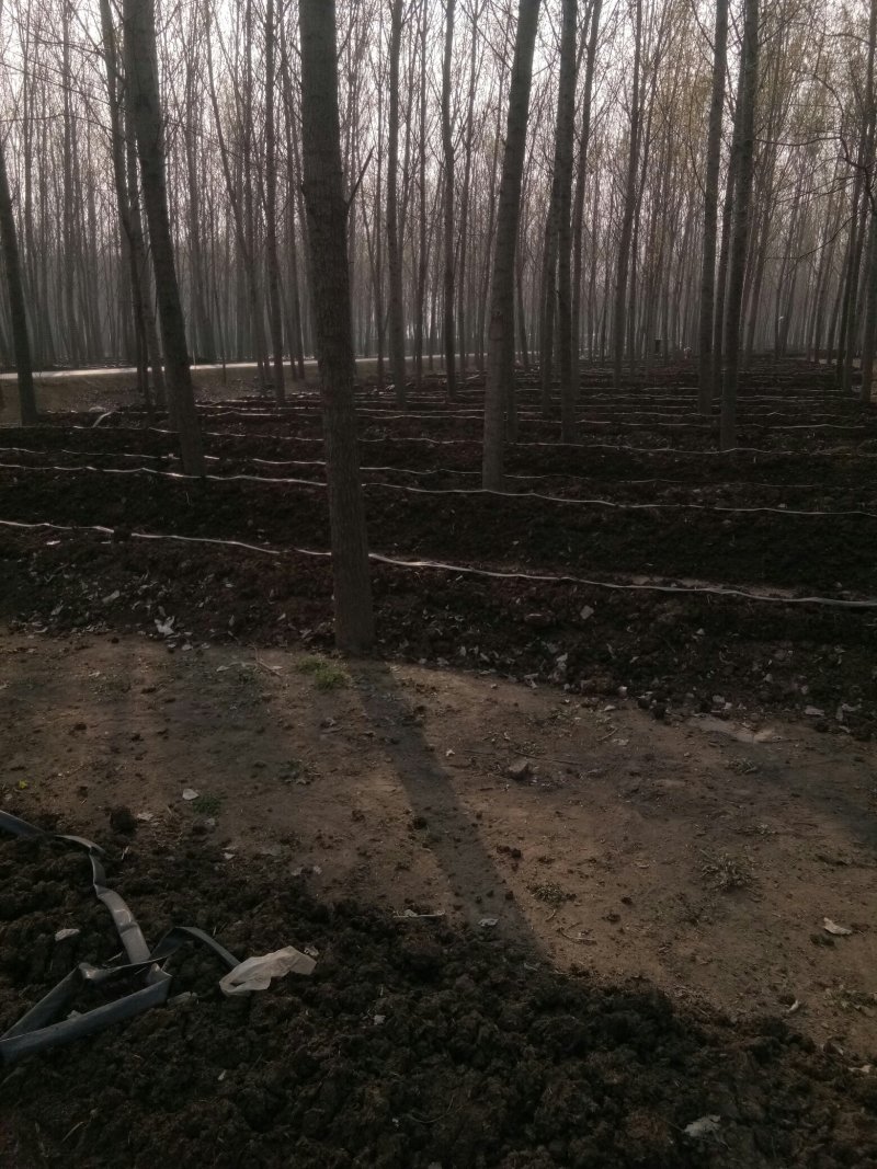 基地长年直供盒装，袋装蚯蚓，活力好盒中存活10一半月左右