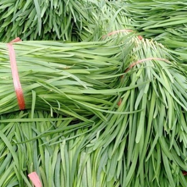 万亩蔬菜基地