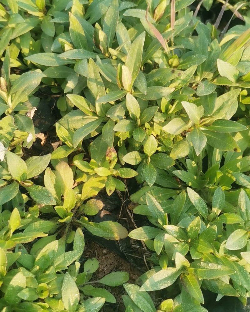 宿根福禄考，当年开花，花球大