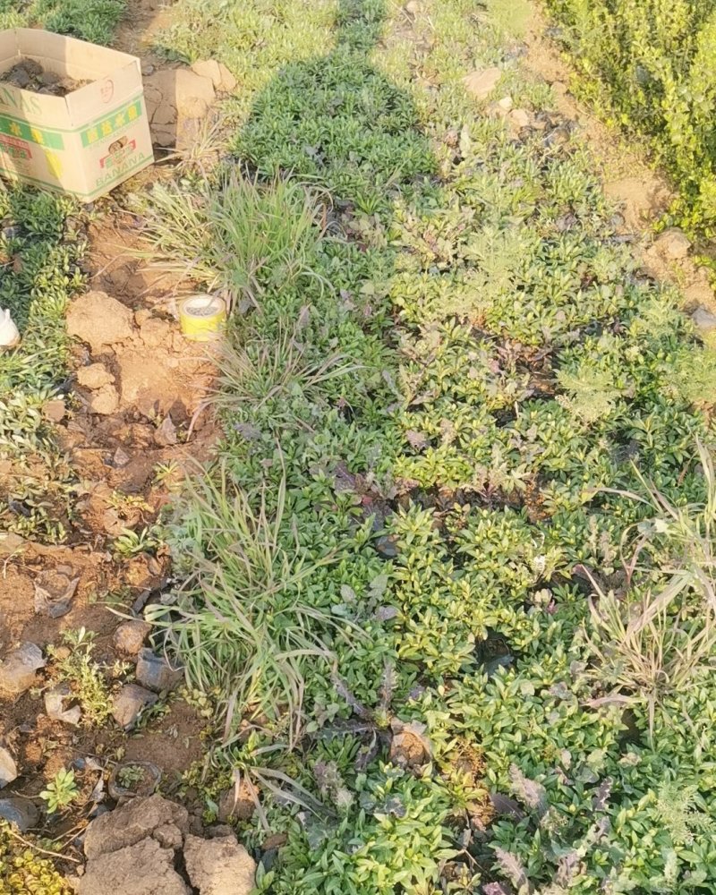 宿根福禄考，当年开花，花球大