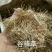 谷精草珍珠草鱼眼草各种草药类中药材