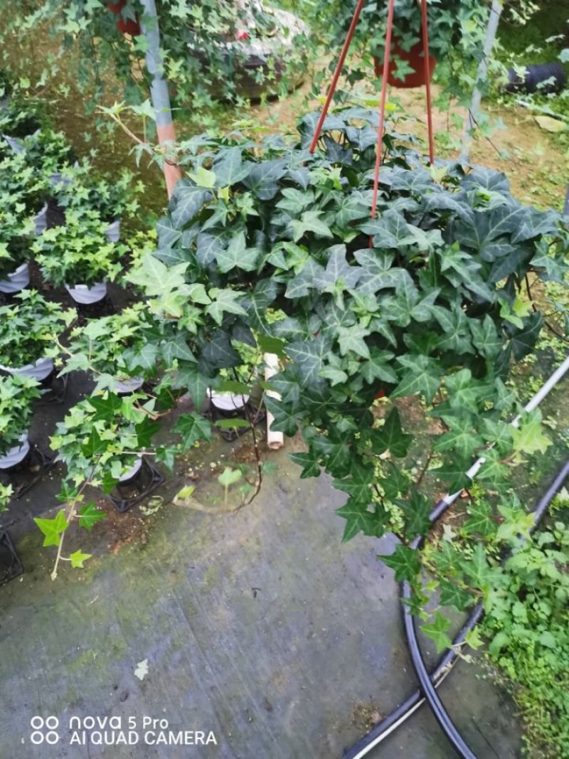 绿化租摆工程，上市场卖常青藤