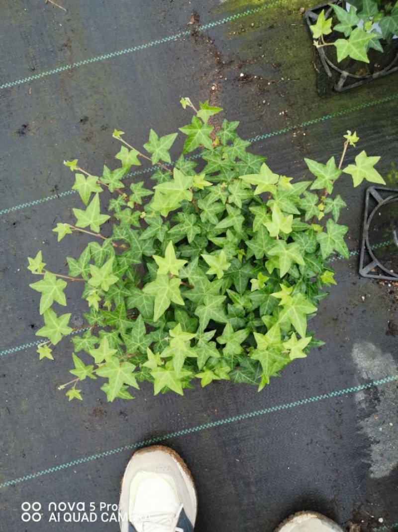 绿化租摆工程，上市场卖常青藤