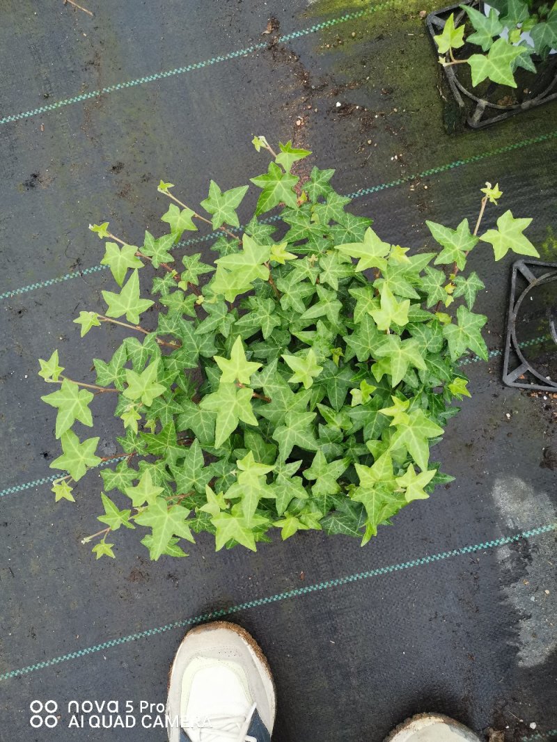绿化租摆工程，上市场卖常青藤
