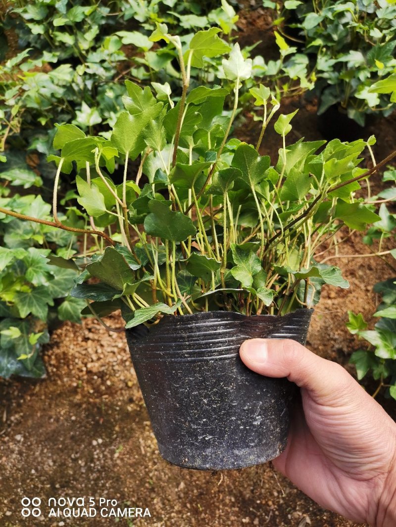 绿化租摆工程，上市场卖常青藤
