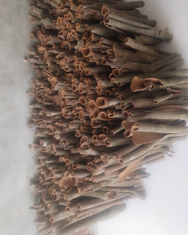 大量新鲜桂皮
