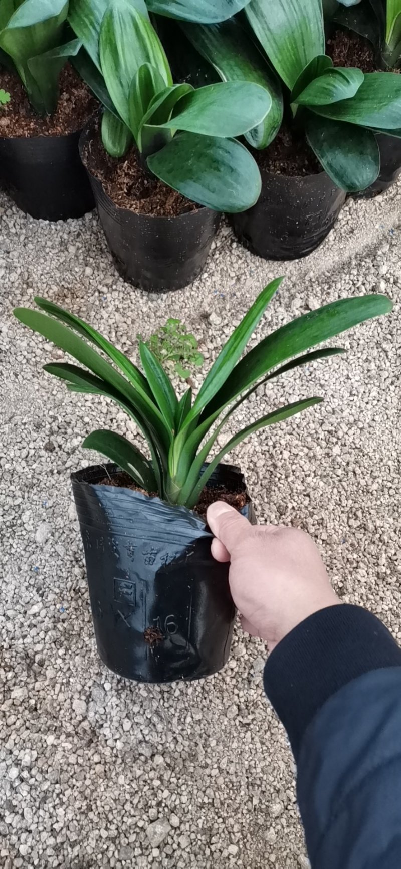 君子兰，好货，中等货，下等好货，皱叶，裸根都有货