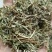 苦地丁地丁干货无硫各种草药类中药材