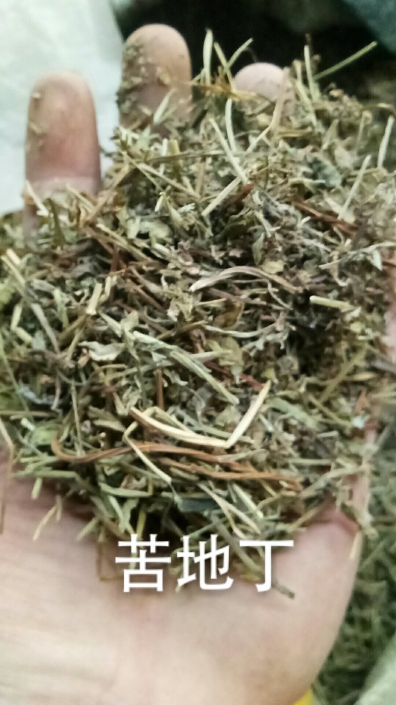 苦地丁地丁干货无硫各种草药类中药材