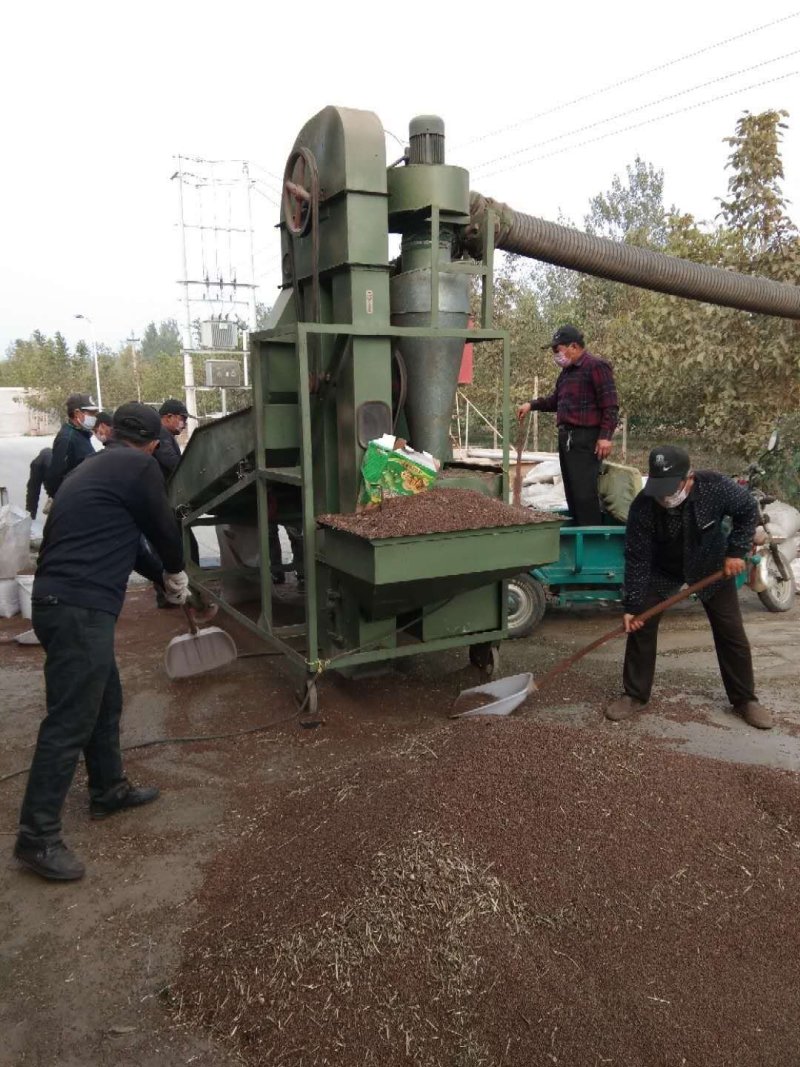 优质决明子山西决明子一件代发包邮做枕头，炒熟泡茶