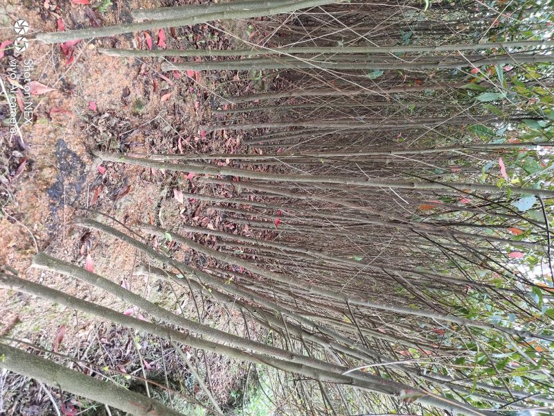 杜英苗山杜英苗杜英袋苗各种规格的造林苗木
