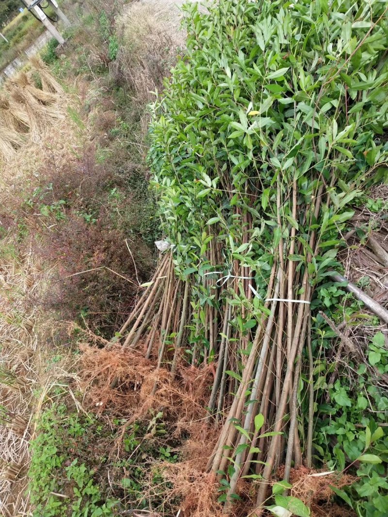 杜英苗山杜英苗杜英袋苗各种规格的造林苗木