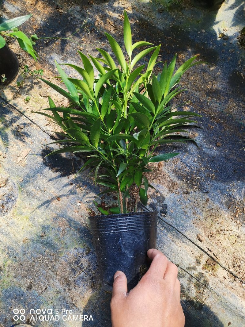 长寿竹