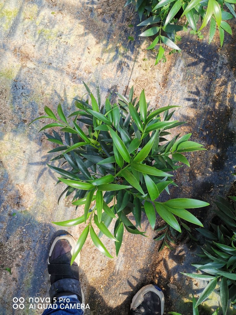 长寿竹