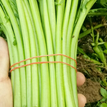 茼蒿
