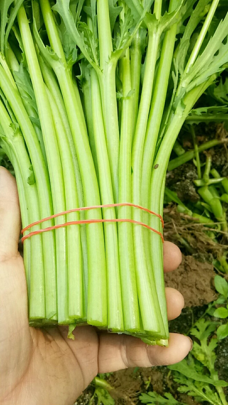 茼蒿