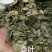 桑叶桑树叶青桑叶霜桑叶各种中草药