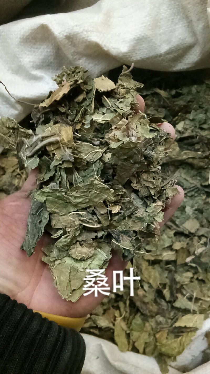 桑叶桑树叶青桑叶霜桑叶各种中草药