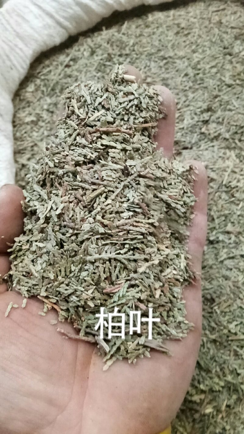 柏叶干柏叶侧柏叶各种中药材包邮