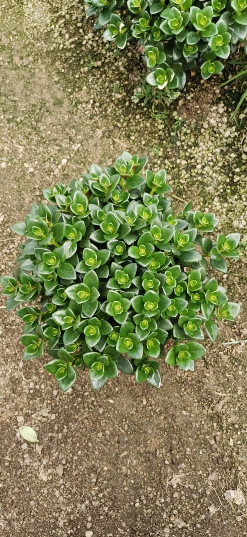 金鱼吊兰