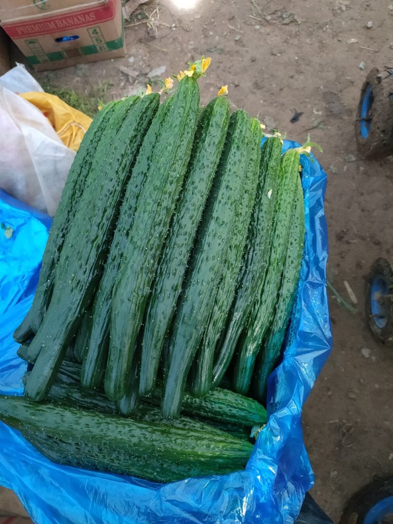 夏邑鲜黄瓜。嫁接亮条瓜。鲜花带/干花带刺刺绿肉基地直供